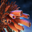 Witchreef Lasher Icon