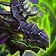 Corrupted Dreadwing Icon